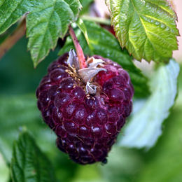 Framboisier  fruits pourpres non remontant